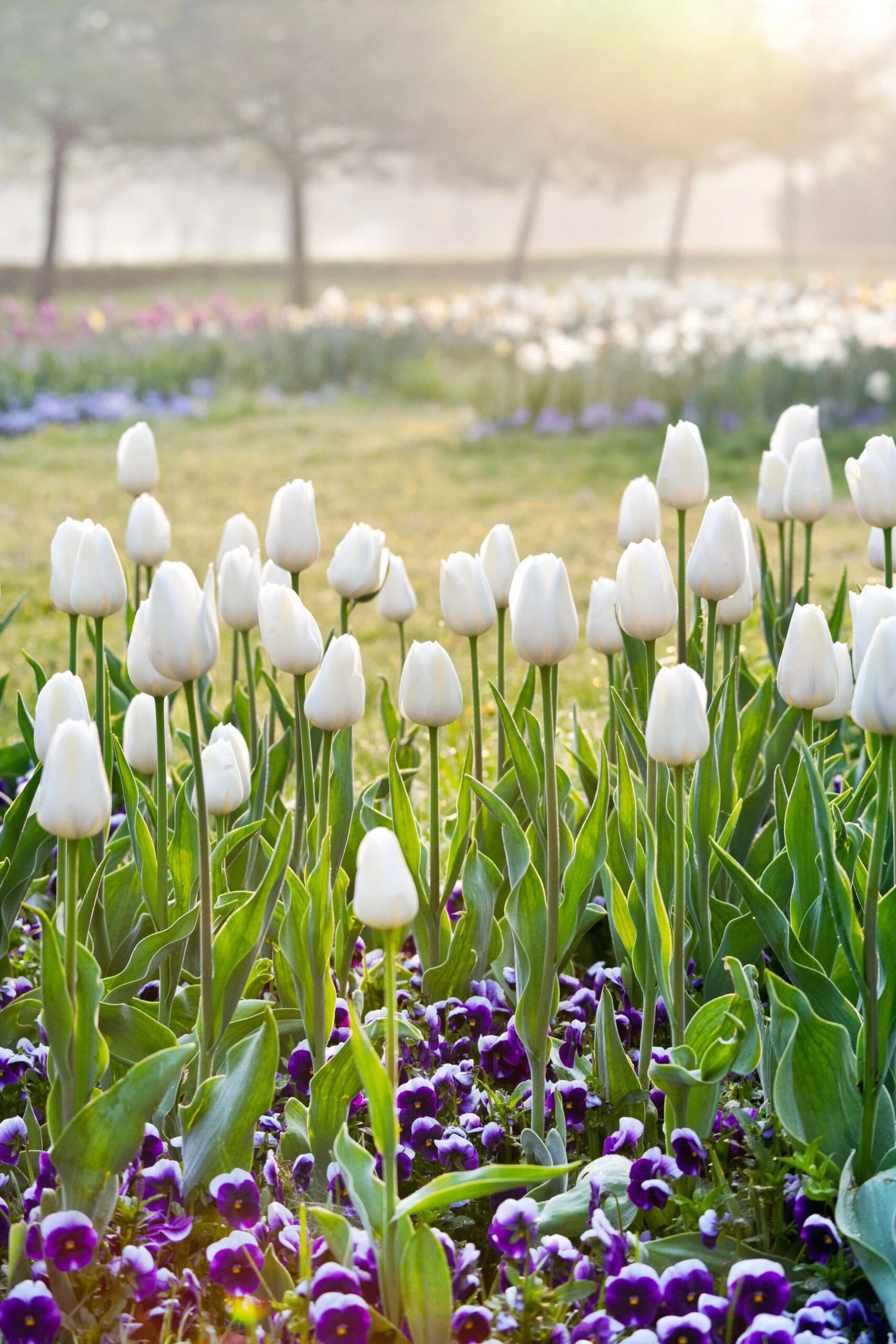 Tulip park in Amsterdam