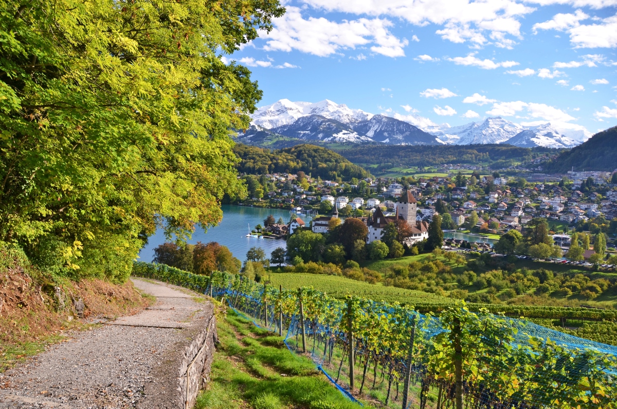 A trail with a view of Spiez Castle and the Alps